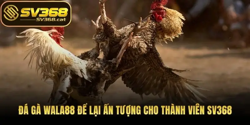 Đá gà WALA88 để lại ấn tượng cho thành viên SV368