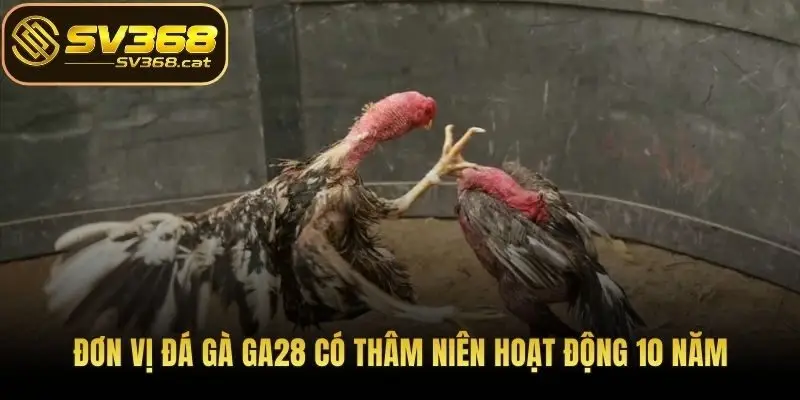Đơn vị đá gà GA28 có thâm niên hoạt động 10 năm
