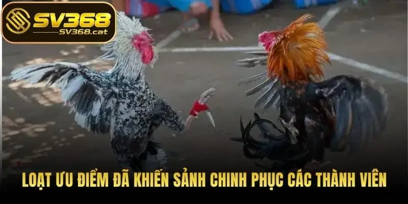 Loạt ưu điểm đã khiến sảnh chinh phục các thành viên