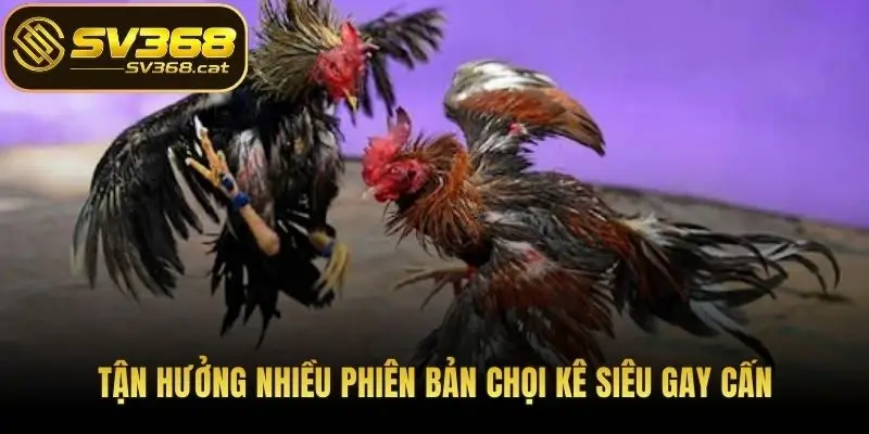 Tận hưởng nhiều phiên bản chọi kê siêu gay cấn